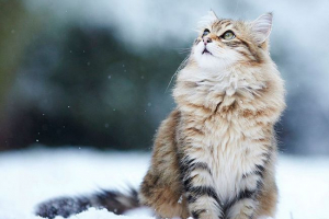 Сибірська кішка - яка особливість породи? Сибірська кішка - яка особливість породи?